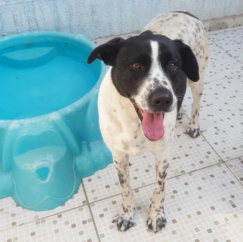 Cachorro Grande para adoção em Curitiba - Paraná