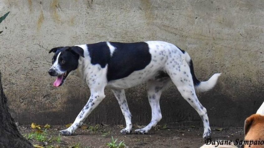 Cachorro Grande para adoção em Curitiba - Paraná