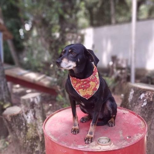 Cachorro Pequeno para adoção em Curitiba - Paraná