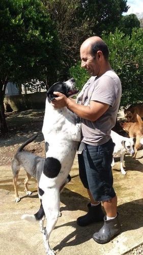 Cachorro Grande para adoção em Curitiba - Paraná