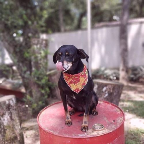 Cachorro Pequeno para adoção em Curitiba - Paraná