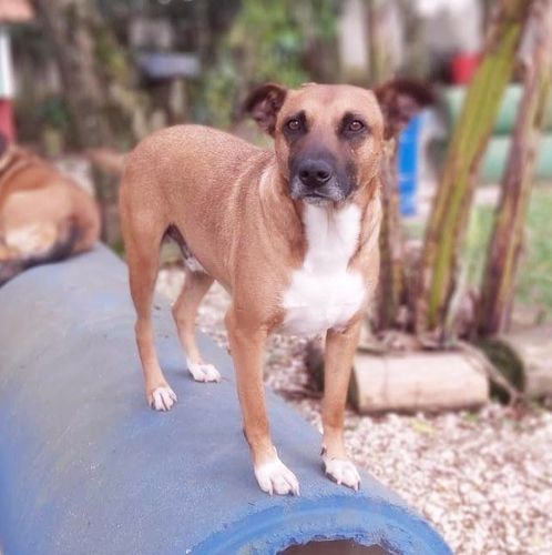 Cachorro Médio para adoção em Curitiba - Paraná