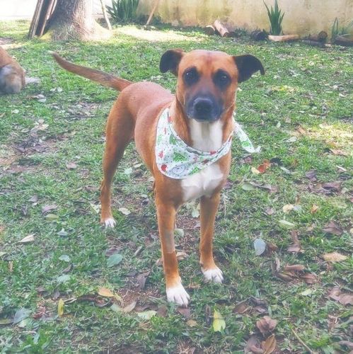 Cachorro Médio para adoção em Curitiba - Paraná