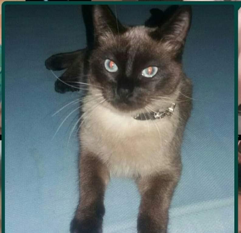 Gato Pequeno para adoção em Mogi das Cruzes - São Paulo