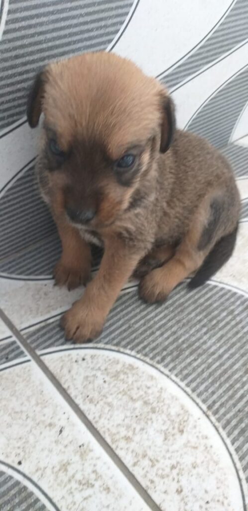 Cachorro Médio para adoção em Rio de Janeiro - Rio de Janeiro