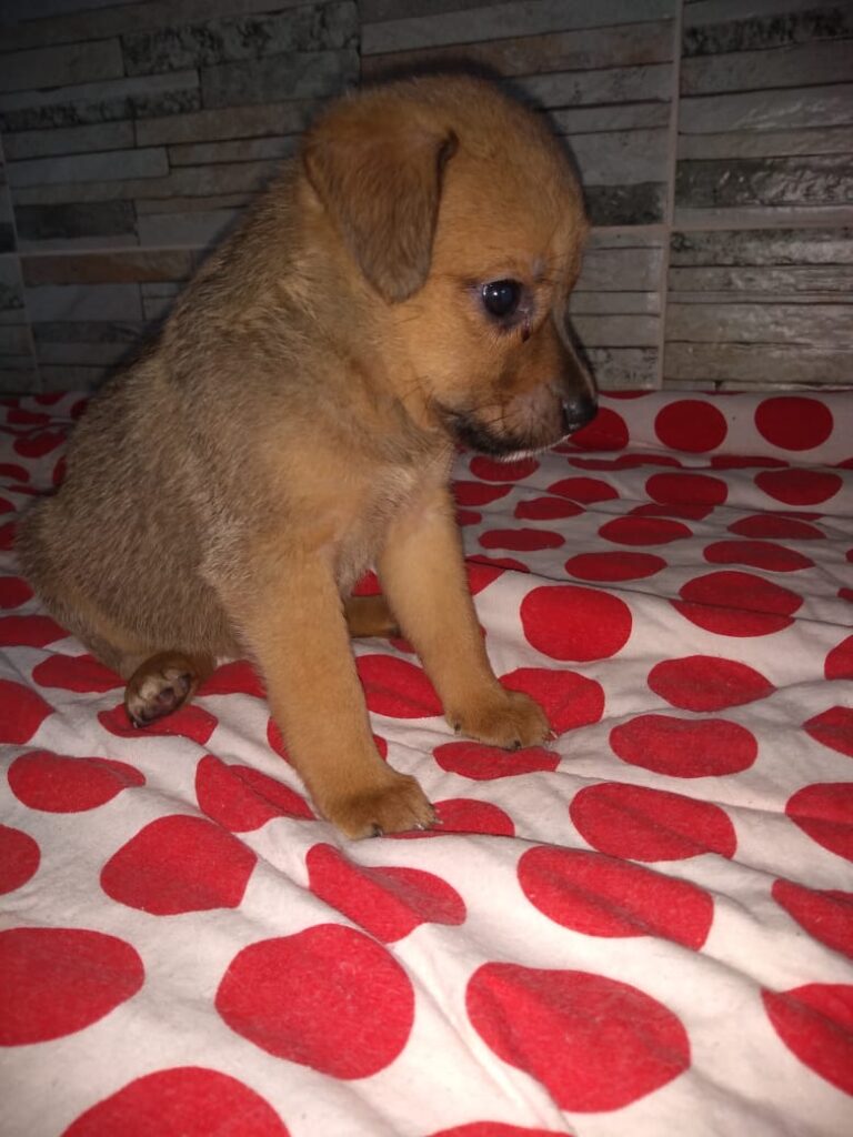 Cachorro Pequeno para adoção em Brasília - Distrito Federal