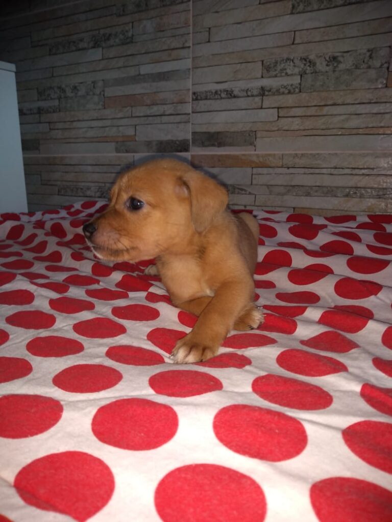 Cachorro Pequeno para adoção em Brasília - Distrito Federal