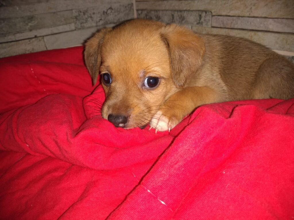 Cachorro Pequeno para adoção em Brasília - Distrito Federal