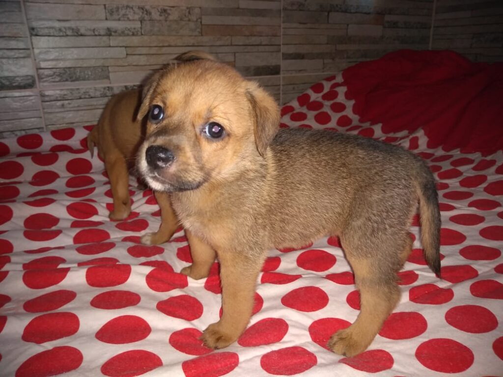 Cachorro Pequeno para adoção em Brasília - Distrito Federal