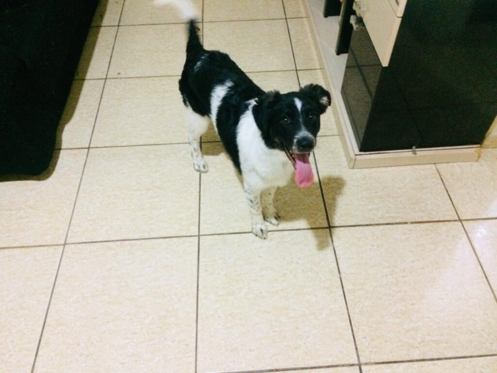 Cachorro Médio para adoção em Poá - São Paulo