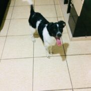 Cachorro porte medio para adoção em Poá - São Paulo