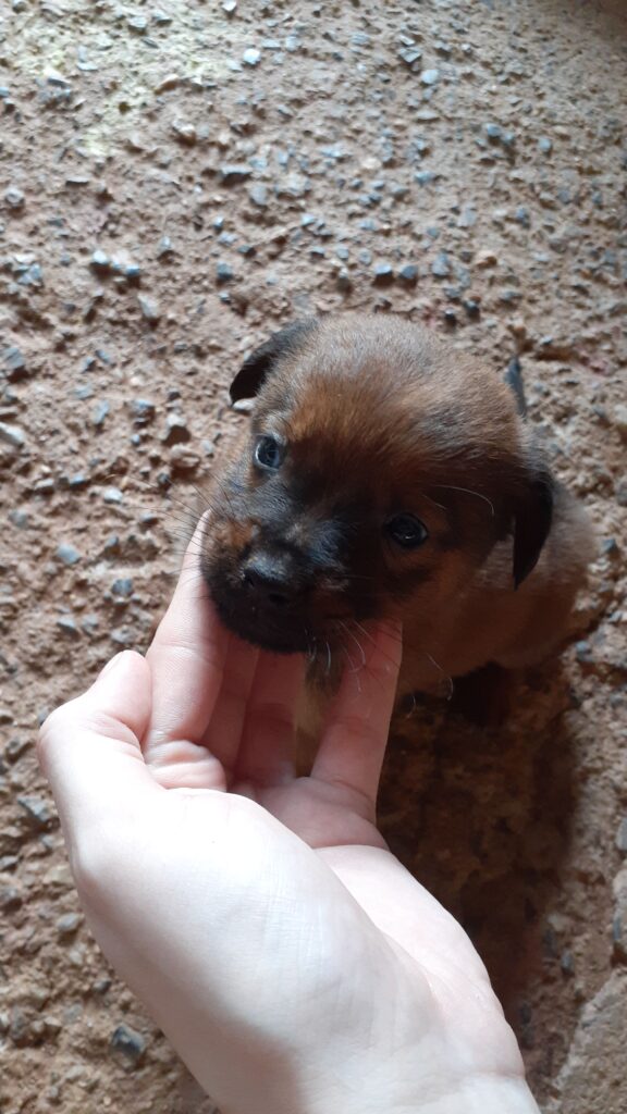 Cachorro Grande para adoção em Brusque - Santa Catarina