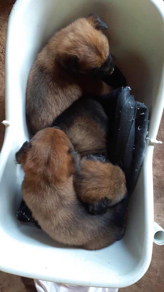 Cachorro Grande para adoção em Brusque - Santa Catarina