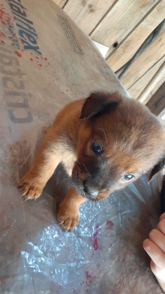 Cachorro Grande para adoção em Brusque - Santa Catarina