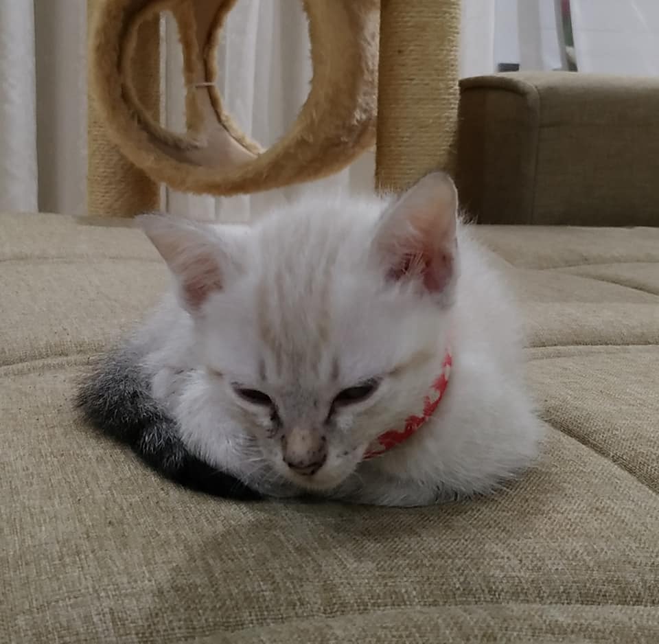 Gato Pequeno para adoção em Votorantim - São Paulo