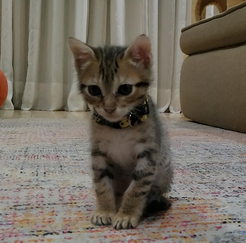 Gato Pequeno para adoção em Votorantim - São Paulo