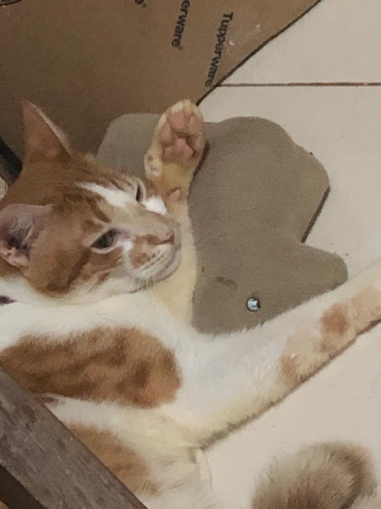 Gato Médio para adoção em Brasília - Distrito Federal