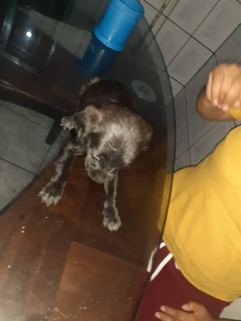 Cachorro Médio para adoção em São Paulo - São Paulo