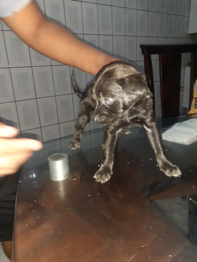 Cachorro Médio para adoção em São Paulo - São Paulo