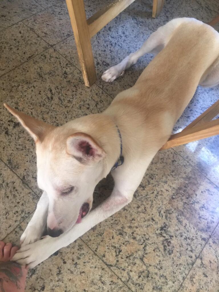 Cachorro Grande para adoção em São Paulo - São Paulo