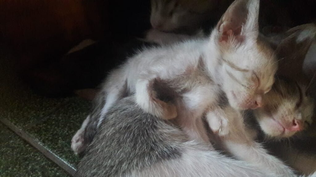 Gato Pequeno para adoção em Cuiabá - Mato Grosso