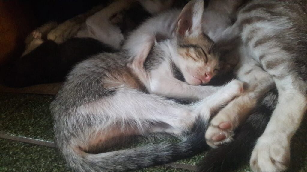 Gato Pequeno para adoção em Cuiabá - Mato Grosso