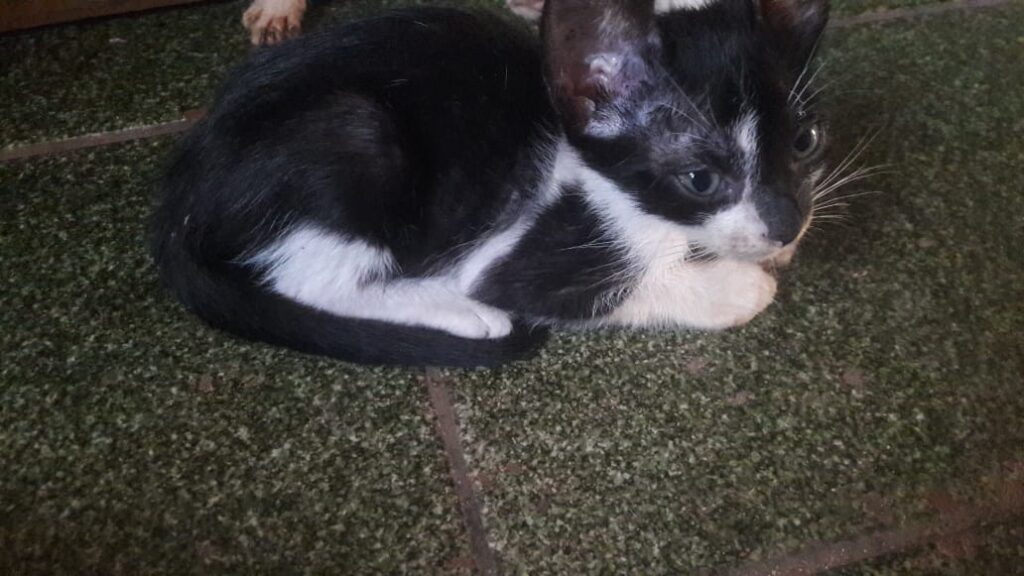 Gato Pequeno para adoção em Cuiabá - Mato Grosso