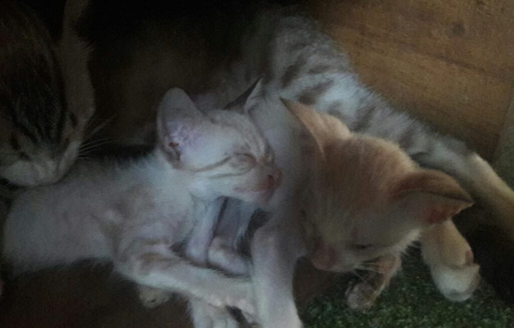 Gato Pequeno para adoção em Cuiabá - Mato Grosso