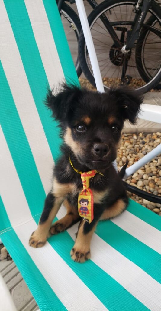 Cachorro Médio para adoção em Camboriú - Santa Catarina