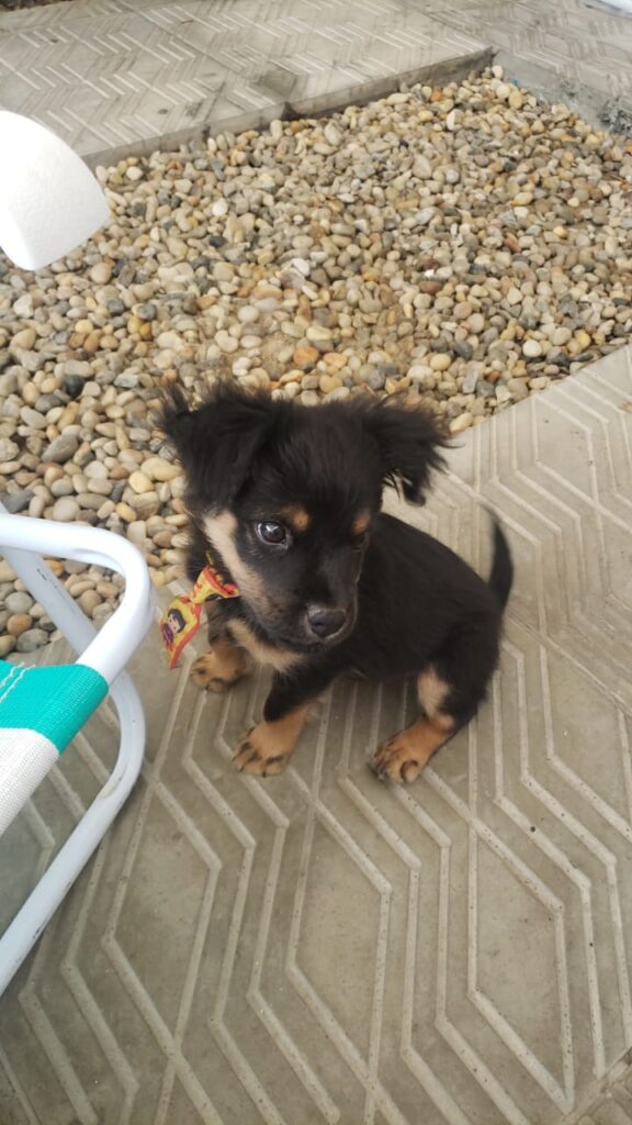 Cachorro Médio para adoção em Camboriú - Santa Catarina