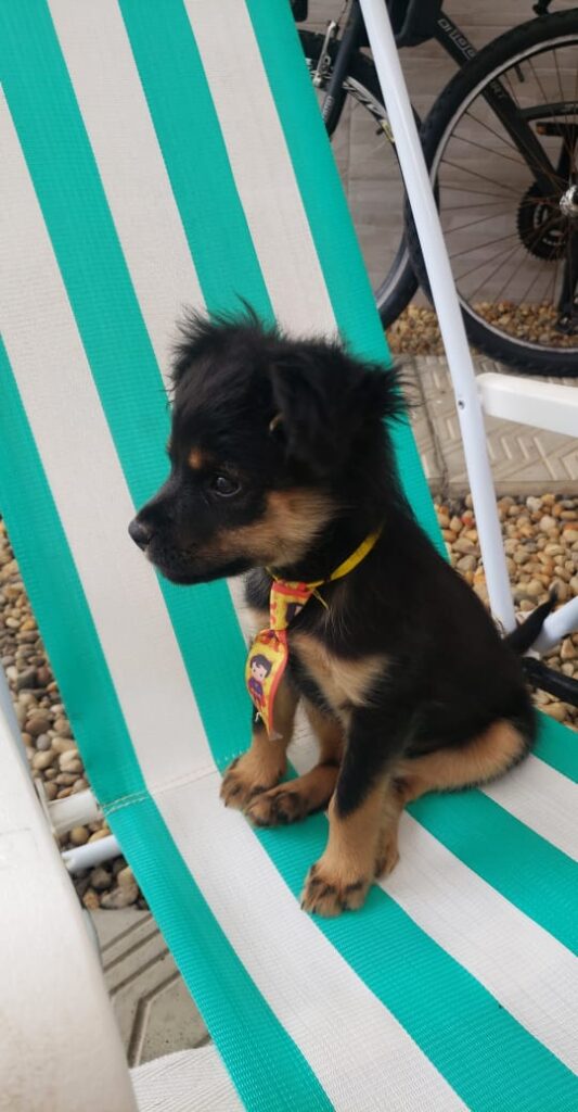 Cachorro Médio para adoção em Camboriú - Santa Catarina