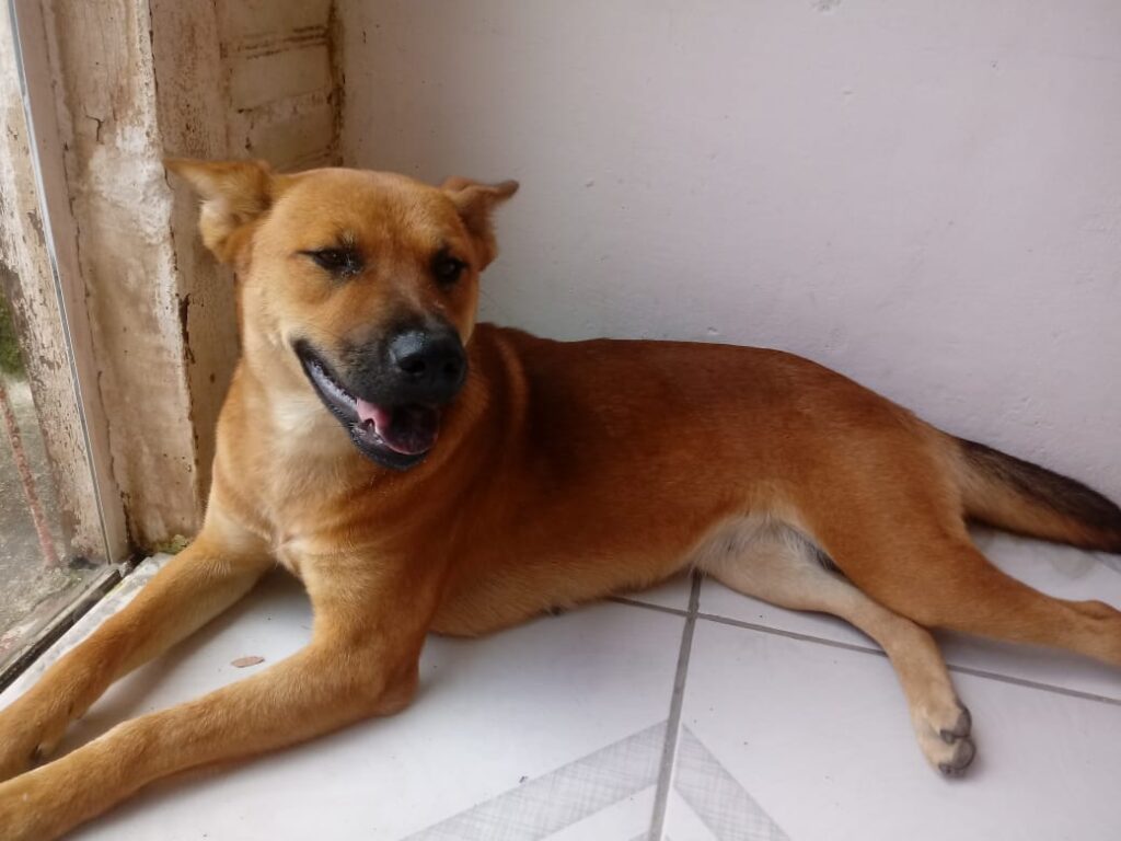 Cachorro Médio para adoção em Curitiba - Paraná