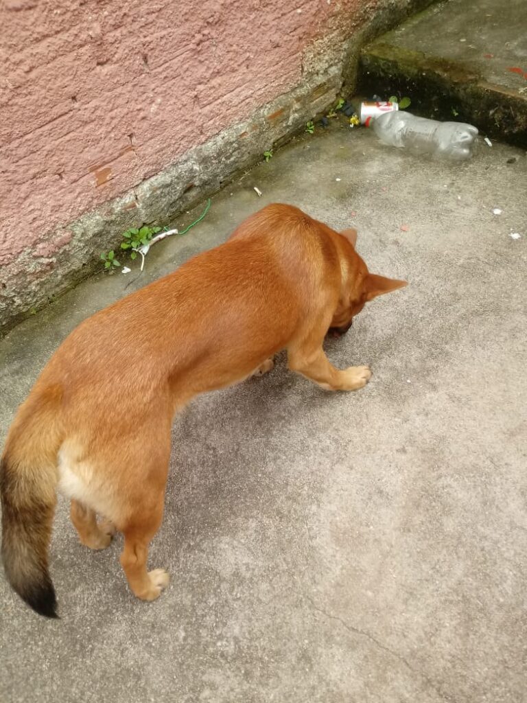 Cachorro Médio para adoção em Curitiba - Paraná