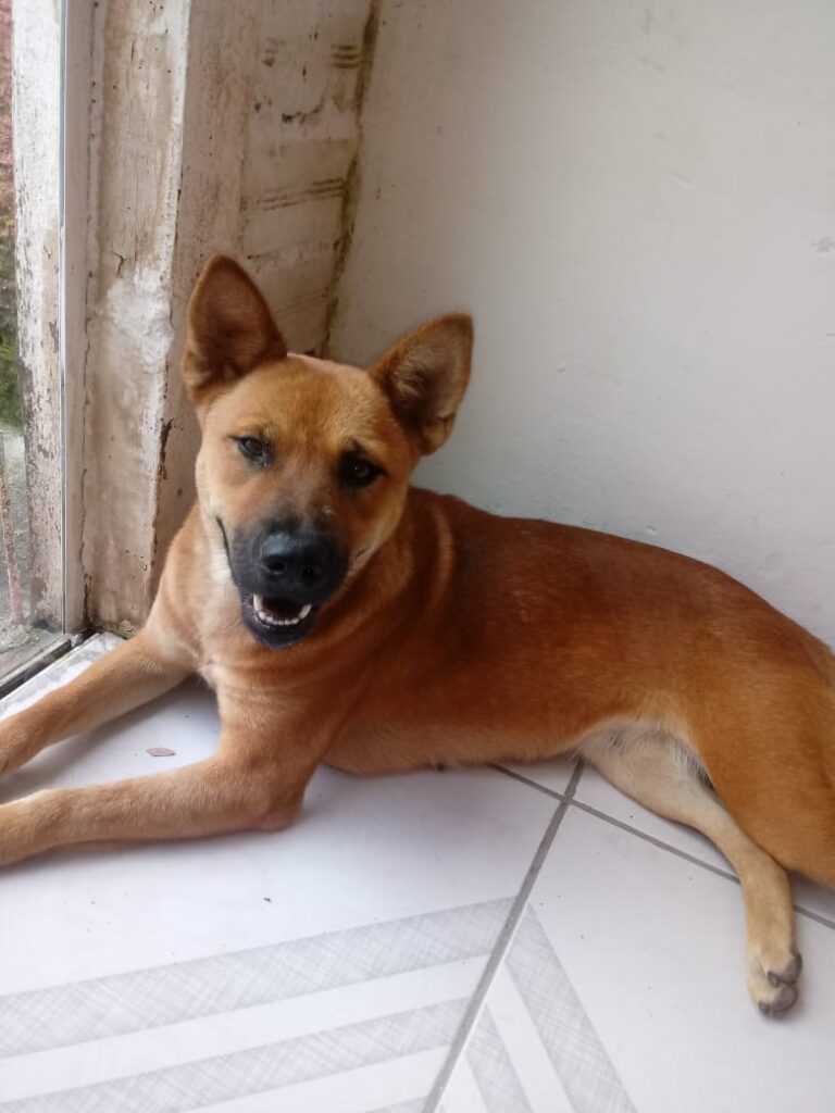 Cachorro Médio para adoção em Curitiba - Paraná