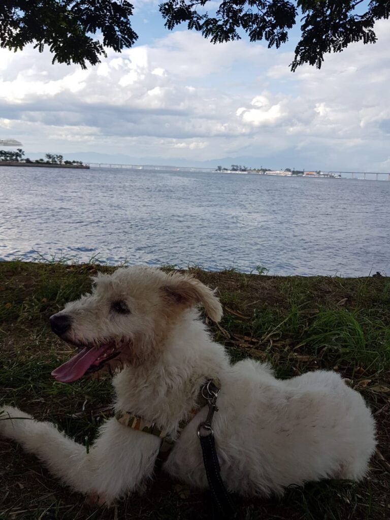 Cachorro Grande para adoção em Rio de Janeiro - Rio de Janeiro