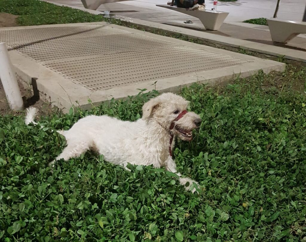 Cachorro Grande para adoção em Rio de Janeiro - Rio de Janeiro