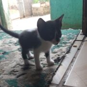 Gato porte pequeno para adoção em Colombo - Paraná