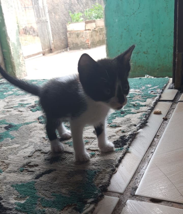 Gato Pequeno para adoção em Colombo - Paraná