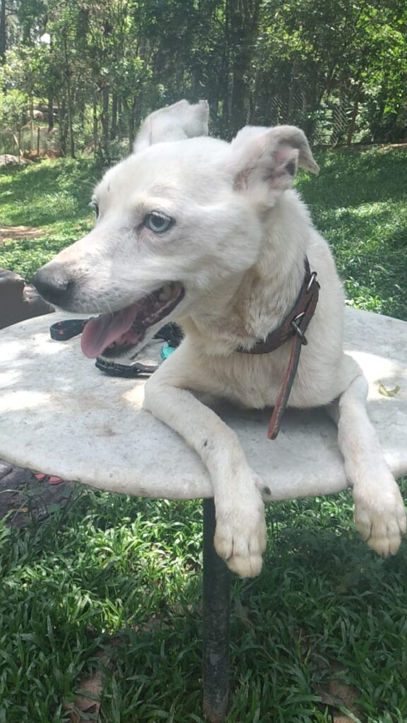 Cachorro Pequeno para adoção em São Paulo - São Paulo