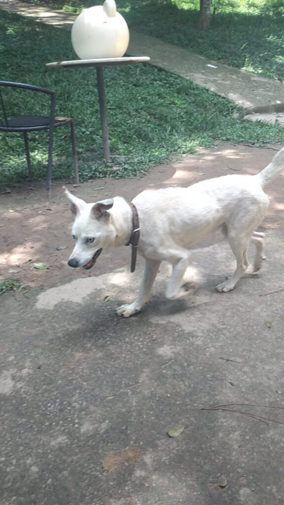 Cachorro Pequeno para adoção em São Paulo - São Paulo