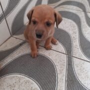 Cachorro porte medio para adoção em Rio de Janeiro - Rio de Janeiro