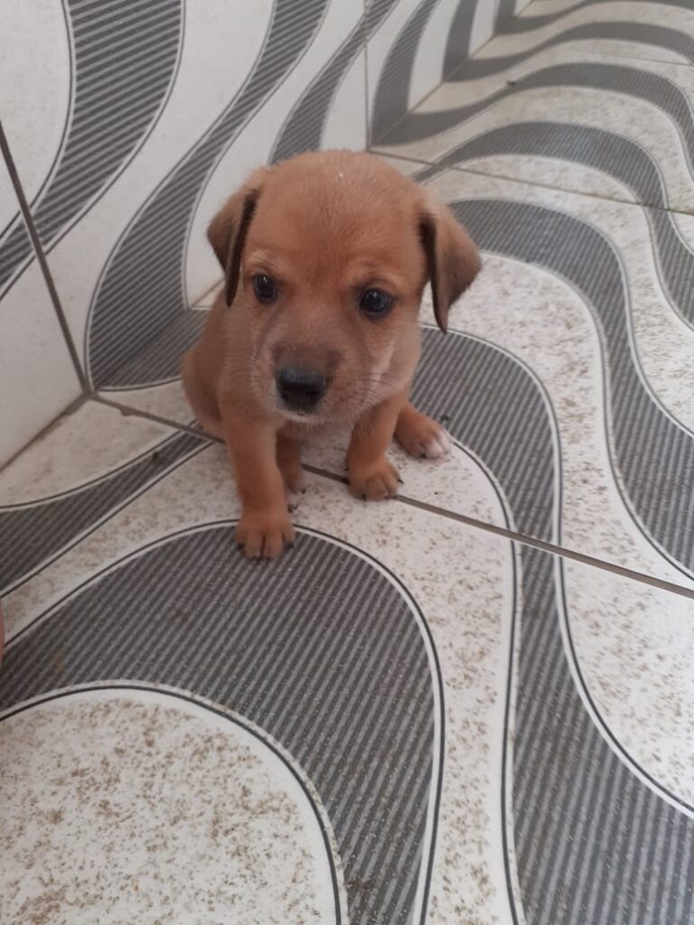 Cachorro Médio para adoção em Rio de Janeiro - Rio de Janeiro