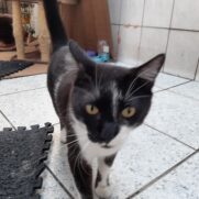 Gato porte pequeno para adoção em São Paulo - São Paulo