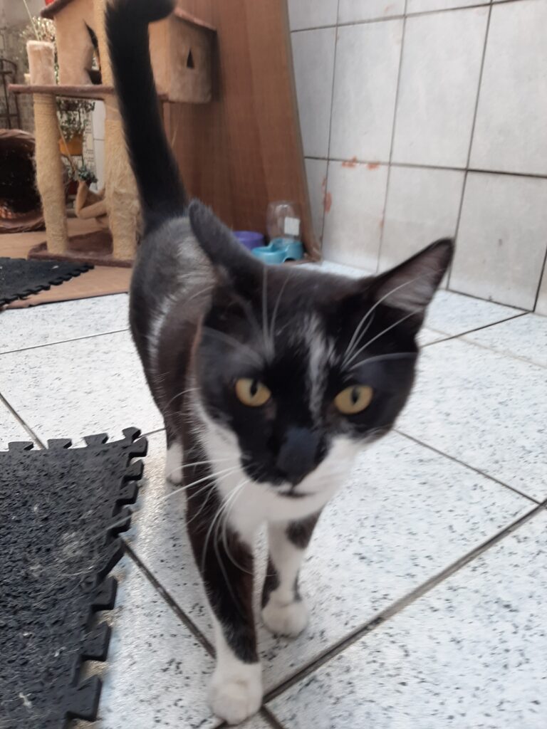 Gato Pequeno para adoção em São Paulo - São Paulo