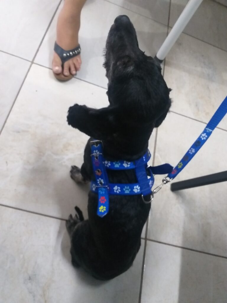 Cachorro Médio para adoção em Goiânia - Goiás