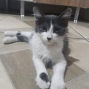 Gato porte pequeno para adoção em Barueri - São Paulo