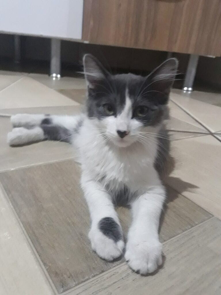 Gato Pequeno para adoção em Barueri - São Paulo