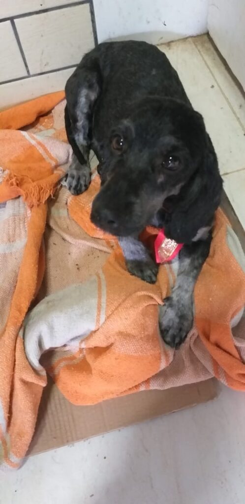 Cachorro Médio para adoção em Goiânia - Goiás