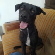 Cachorro porte medio para adoção em Sorocaba - São Paulo