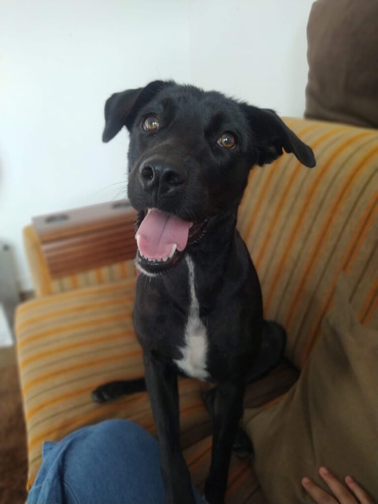 Cachorro Médio para adoção em Sorocaba - São Paulo